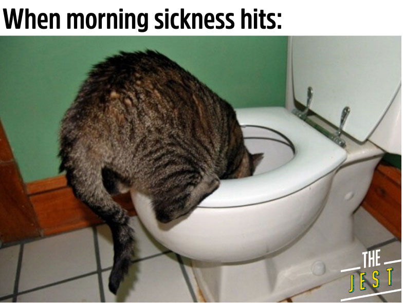 Funny pregnant cat meme morning sickness The Jest