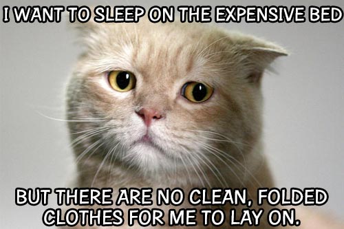 First World Cat Problems The Jest